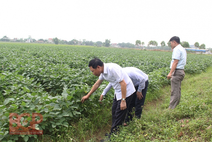 Đo&agrave;n tới thăm&nbsp;m&ocirc; h&igrave;nh đậu tương rau của Nhật ở th&ocirc;n Sơn Quả, x&atilde; Lương Phong. Ảnh:BGP/Diệu Hoa.