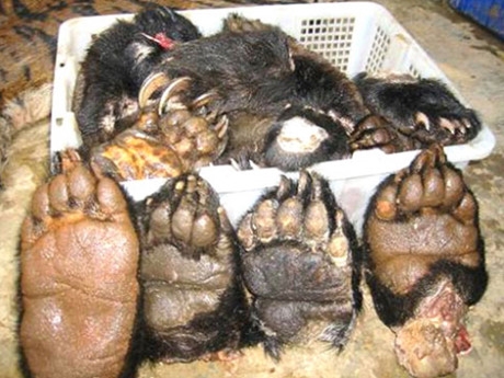 Tay gấu chờ thực kh&aacute;ch ở nh&agrave; h&agrave;ng Thần T&agrave;i.