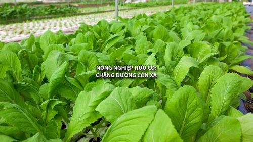 N&ocirc;ng nghiệp hữu cơ: Chặng đường c&ograve;n xa. Ảnh: TTXVN