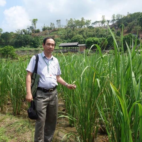 TS Đ&agrave;o Thế Anh, Ph&oacute; Viện trưởng Viện c&acirc;y lương thực v&agrave; c&acirc;y thực phẩm. Ảnh: T&aacute;c giả cung cấp