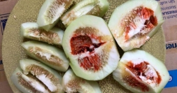 Có hay không dưa lê tiêm chất kích ngọt?