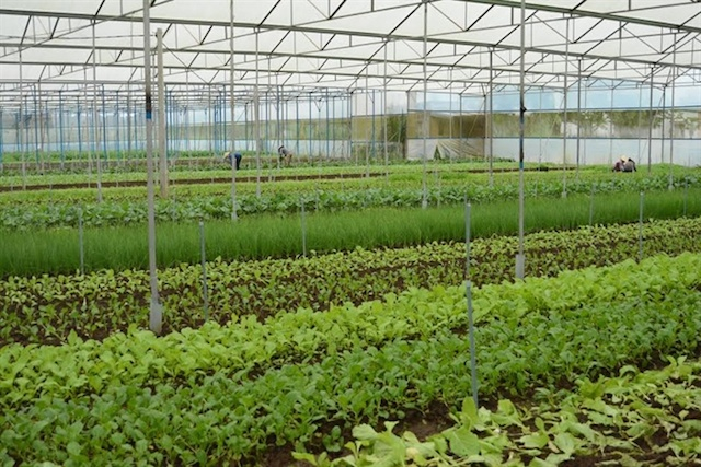 Vườn rau được đầu tư b&agrave;i bản của anh Ho&agrave;ng.