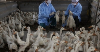 Cả nước ghi nhận 7 ổ dịch cúm gia cầm