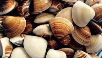 Nguy cơ nhiễm độc do ăn ngao