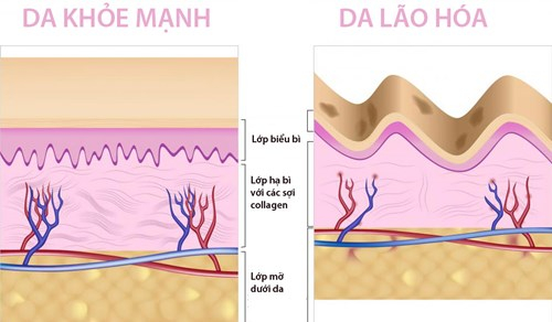 Kem v&agrave; nước Collagen T&acirc;y Thi &ndash; Chống l&atilde;o h&oacute;a từ thi&ecirc;n nhi&ecirc;n