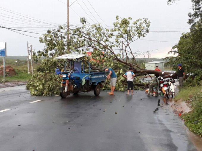 C&acirc;y bị xanh bị đổ ngổn ngang.