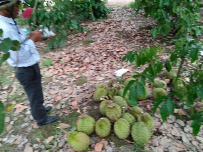 Sầu ri&ecirc;ng nh&agrave; anh Linh bị anh Lượng h&aacute;i trộm