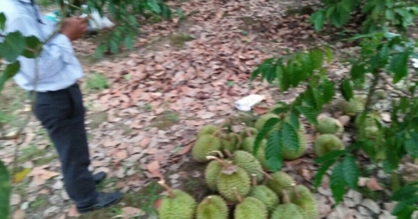 Lâm Đồng: Hái trộm sầu riêng bị chủ nhà chém tử vong