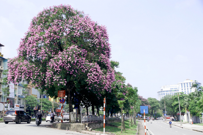 Những c&acirc;y hoa bằng lăng nở t&iacute;m đường Kim M&atilde;.