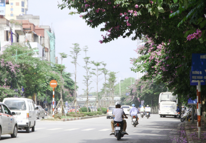 Do hoa c&oacute; m&agrave;u t&iacute;m v&agrave; nở trong tiết trời nắng n&oacute;ng n&ecirc;n hiện nay Bằng lăng thường được trồng để mang lại cảm gi&aacute;c tươi m&aacute;t cho nhiều tuyến phố.