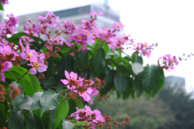 Bằng lăng t&iacute;m nhuộm trời H&agrave; Nội