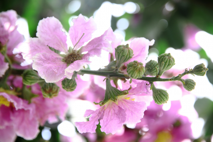 Khi m&agrave;u t&iacute;m rực rỡ nhất th&igrave; chỉ ngay ng&agrave;y h&ocirc;m sau hoa đ&atilde; c&oacute; m&agrave;u t&iacute;m nhạt v&agrave; v&agrave;i h&ocirc;m sau sẽ bắt đầu rụng.&nbsp;