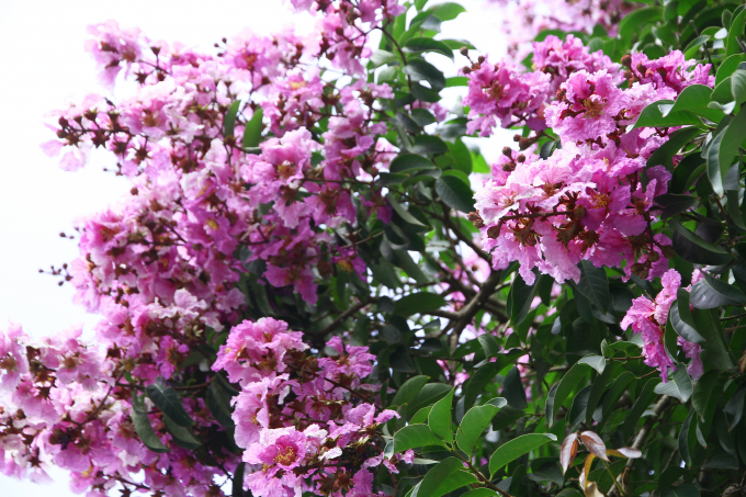 Bằng lăng t&iacute;m nhuộm trời H&agrave; Nội