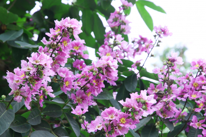 Mỗi b&ocirc;ng hoa c&oacute; 6 c&aacute;nh, mỗi c&aacute;nh d&agrave;i chừng 2 đến 3,5 cm.&nbsp;