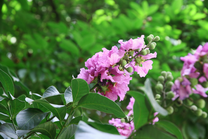 Bằng lăng t&iacute;m nhuộm trời H&agrave; Nội