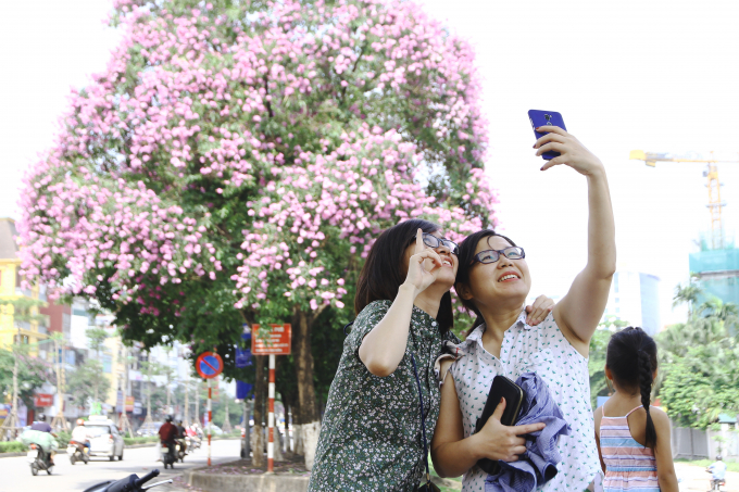 Hoa bằng lăng trong m&agrave;u t&iacute;m giản dị g&oacute;p phần l&agrave;m n&ecirc;n một phong c&aacute;ch tao nh&atilde;, duy&ecirc;n d&aacute;ng của Thủ đ&ocirc;.