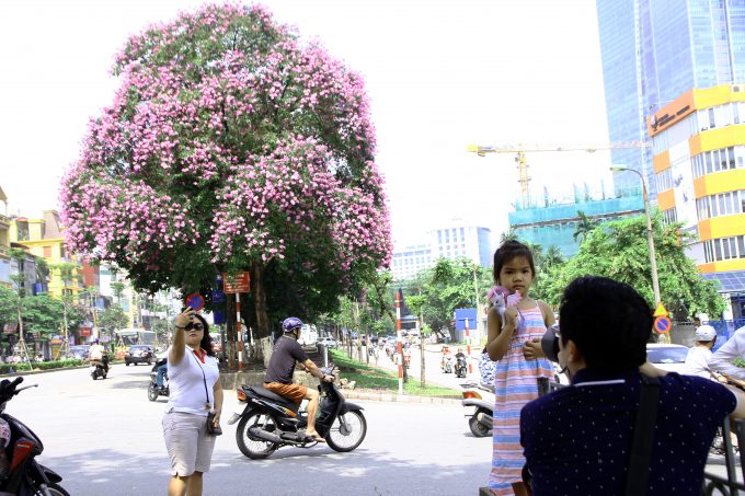 Nhiều người th&iacute;ch th&uacute; chụp ảnh một c&acirc;y hoa tr&ecirc;n đường Kim M&atilde;.