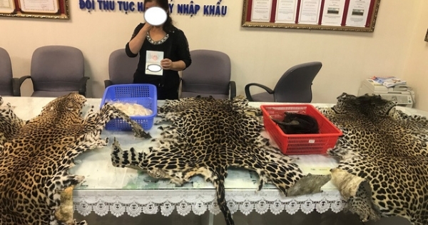 TP HCM: Phát hiện vụ vận chuyển đuôi voi, da báo gấm qua sân bay
