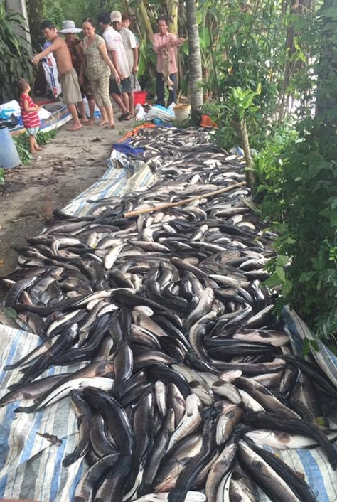 C&aacute; l&oacute;c&nbsp;của anh Nguyễn Trường Du nu&ocirc;i bị chết được vớt l&ecirc;n bờ.