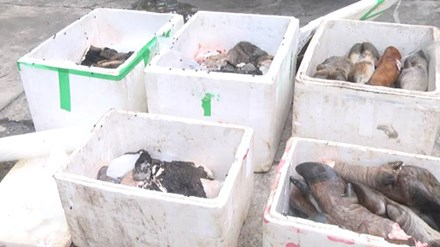 Số thực phẩm h&ocirc;i thối bị CSGT bắt giữ tr&ecirc;n đường vận chuyển.