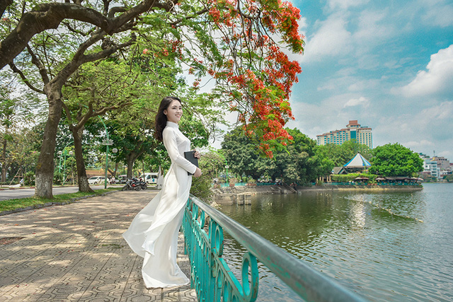 Hồ Tr&uacute;c Bạch (H&agrave; Nội) m&ugrave;a n&agrave;y c&oacute; những c&acirc;y phượng nở hoa đỏ rực, rủ xuống mặt nước như mời gọi du kh&aacute;ch gh&eacute; thăm. Đ&acirc;y cũng l&agrave; địa điểm đẹp được c&aacute;c nữ sinh chọn l&agrave;m bối cảnh chụp ảnh &aacute;o d&agrave;i trắng.