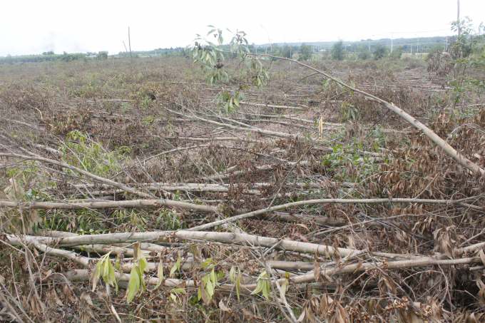 UBND x&atilde; An Phước ghi nhận, hơn 10 ha rừng của gia đ&igrave;nh &ocirc;ng Thảo bị C&ocirc;ng ty T&iacute;n Nghĩa cho người đốn hư hại.