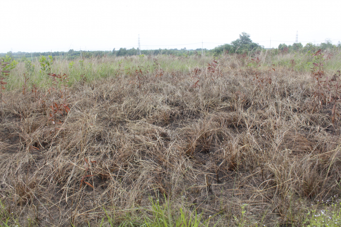 Khoảng 4 ha rừng tr&agrave;m non của gia đ&igrave;nh &ocirc;ng Thảo trồng cũng bị đốn ch&aacute;y, gia đ&igrave;nh cho rằng, đ&acirc;y l&agrave; h&agrave;nh vi ph&aacute; hoại.