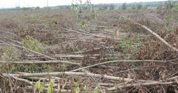 Đồng Nai: Dân kêu cứu vì 14ha tràm bị đốn, đốt phá gây thiệt hại nặng