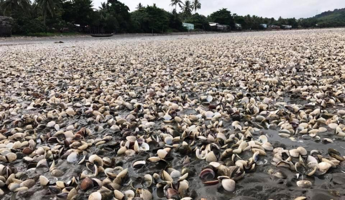 Trước đ&oacute; Ngh&ecirc;u chết trắng ở b&atilde;i biển Ki&ecirc;n Lương v&agrave; H&agrave; Ti&ecirc;n, tỉnh Ki&ecirc;n Giang