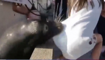 Clip bé gái may mắn thoát khỏi sư tử biển trong gang tấc