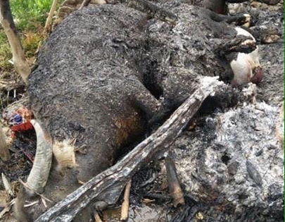 Hà Giang: Sét đánh chết cả đàn trâu, thiêu rụi nhiều tài sản