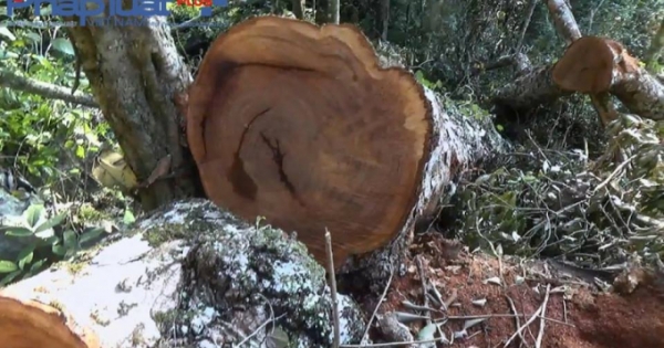 Tuyên Quang: Xẻ thịt cây nghiến tổ giữa rừng phòng hộ, 8 người bị khởi tố bắt giam