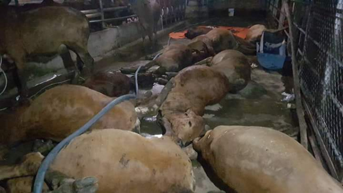 Đ&agrave;n b&ograve; chết bất thường sau khi ăn xong.