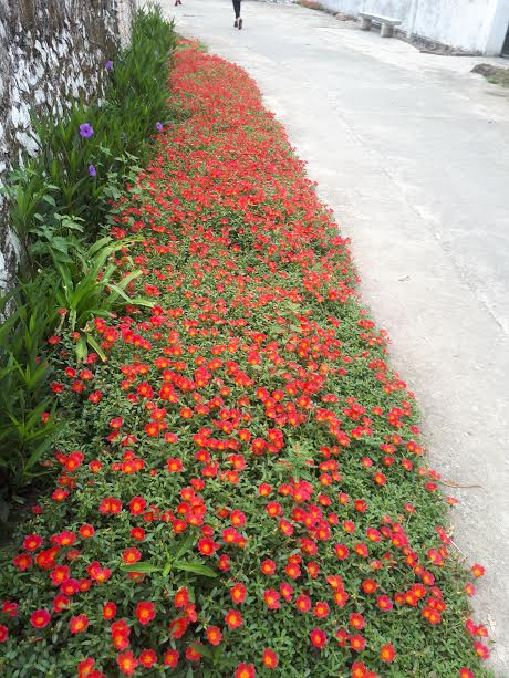 &nbsp;M&ocirc; h&igrave;nh &ldquo;Trồng hoa thay cỏ dại&rdquo; m&agrave; Hội phụ nữ đ&atilde; triển khai, l&agrave;m cho đường l&agrave;ng ng&otilde; x&oacute;m xanh-sach-đẹp. Ảnh: Hue Tran