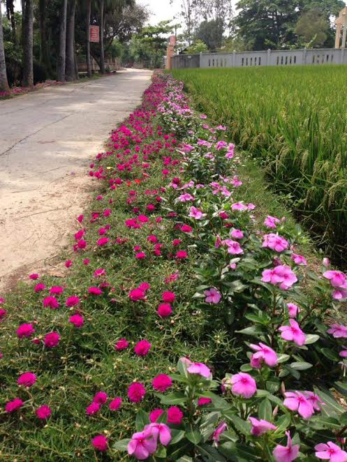 C&aacute;c loại hoa c&oacute; sức sống tốt, th&iacute;ch ứng với thi&ecirc;n nhi&ecirc;n 4 m&ugrave;a, c&oacute; t&iacute;nh thẩm mỹ cao v&agrave; ph&ugrave; hợp với cảnh quan ven đường như: Hoa mười giờ, hoa t&aacute;m giờ, hoa cỏ lạc, hoa c&uacute;c c&aacute;nh bướm, hoa chiều t&iacute;m&hellip;được lựa chọn để trồng. Ảnh: Hue Tran