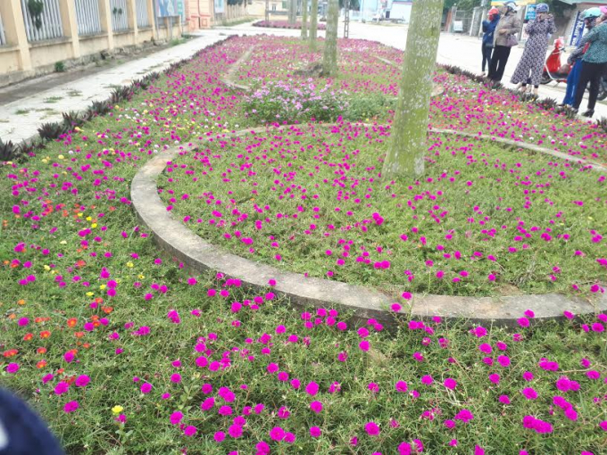 Người d&acirc;n rất th&iacute;ch th&uacute; với những thảm hoa đầy m&agrave;u sắc. Ảnh: Hue Tran