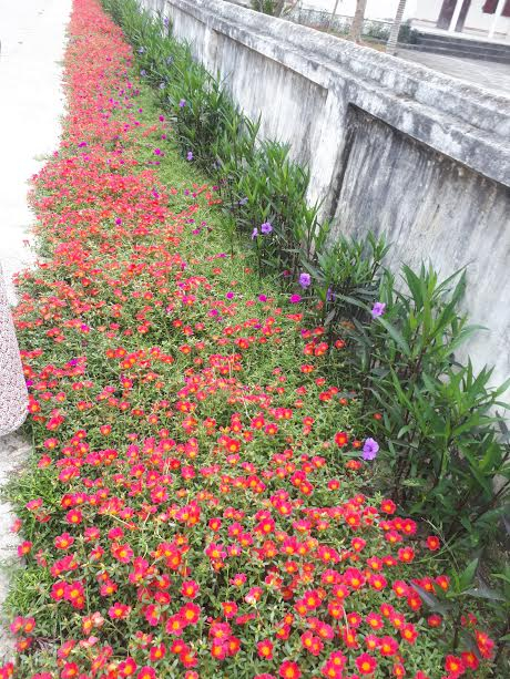 Những con đường đơn giản trở n&ecirc;n đẹp đẽ hơn với sự xuất hiện của sắc hoa. Ảnh: Hue Tran