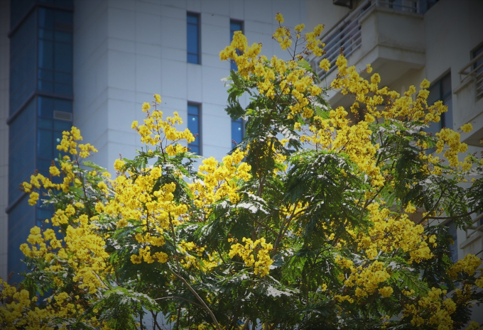 Thời điểm hoa nở rực rỡ nhất đẹp tựa như một người con g&aacute;i tuổi xu&acirc;n th&igrave;.