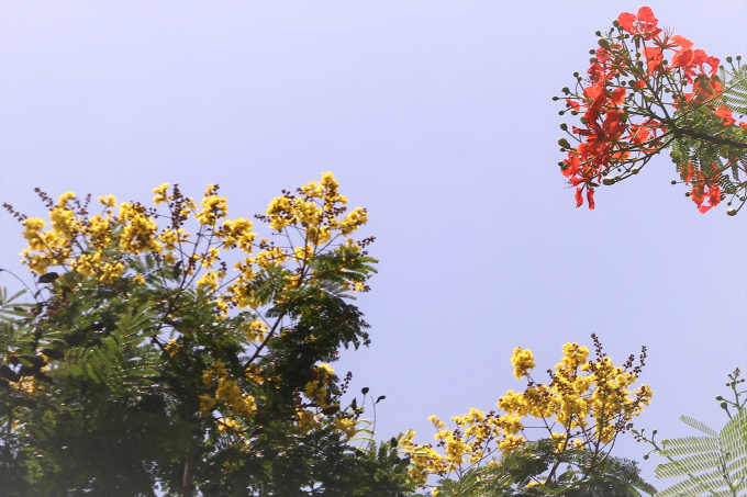 Sen lẫn với hoa phượng hoa điệp v&agrave;ng cũng gắn liền với lứa tuổi học tr&ograve;.