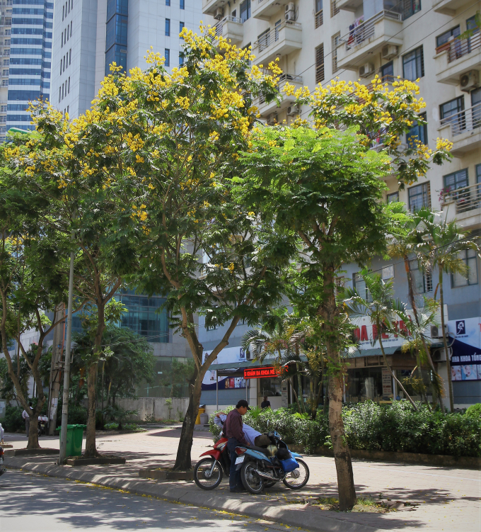 Ngo&agrave;i vẻ đẹp h&uacute;t hồn t&aacute;n c&acirc;y c&ograve;n c&oacute; t&aacute;c dụng tr&aacute;nh nắng giữa những trưa h&egrave;.