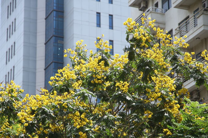 Hoa điệp v&agrave;ng nở rộ v&agrave;o th&aacute;ng 4,th&aacute;ng 5 cho đến th&aacute;ng 8.