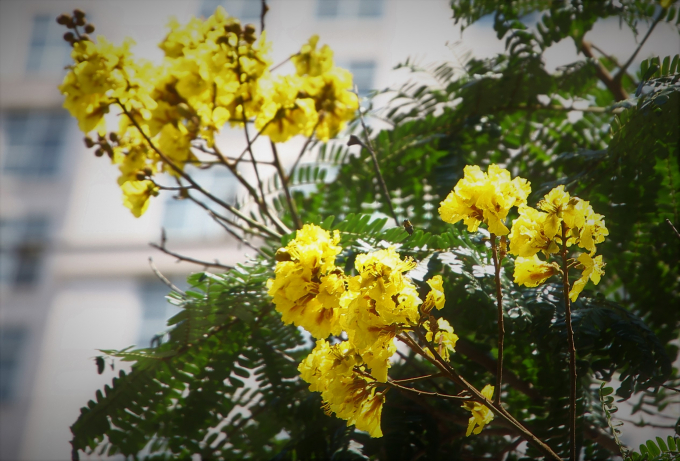 Hoa điệp nở th&agrave;nh ch&ugrave;m c&oacute; m&agrave;u v&agrave;ng rực rỡ.