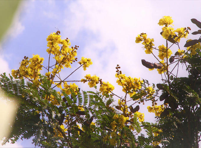 Những ch&ugrave;m hoa ch&oacute;t v&oacute;t tr&ecirc;n cao vươn m&igrave;nh v&agrave;o kh&ocirc;ng trung.