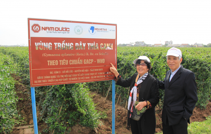 V&ugrave;ng trồng D&acirc;y th&igrave;a canh rộng 3ha đạt ti&ecirc;u chuẩn GACP-WHO của Tổ chức Y tế Thế Giới tại Hải Hậu &ndash;&nbsp; Nam Định