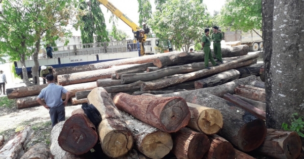 Vụ trùm gỗ lậu Phượng “râu”: Hoạt động tội phạm tinh vi