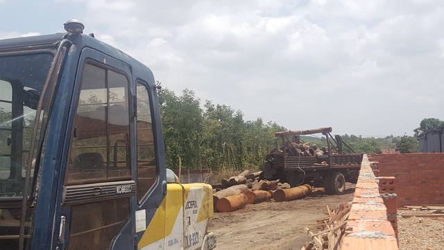 Số gỗ n&agrave;y đang được ph&acirc;n loại, x&aacute;c minh chủng loại