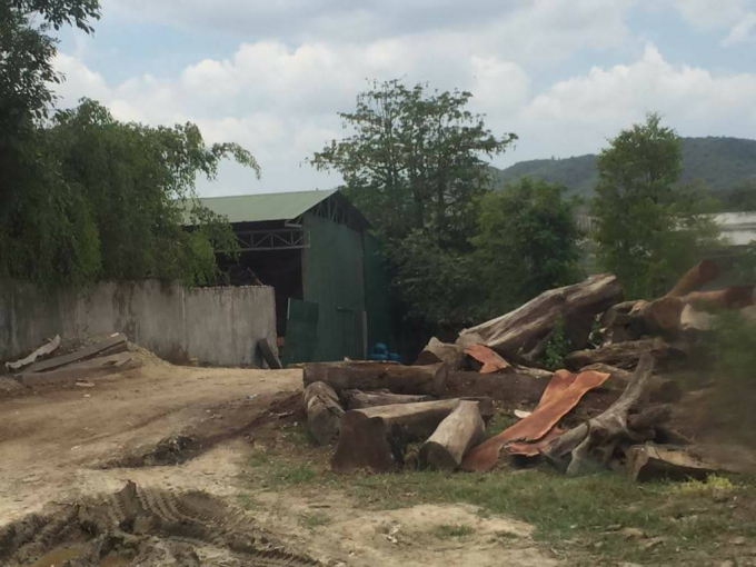 Gỗ chất ngổn ngang tại l&aacute;n trại của Phượng''r&acirc;u''.