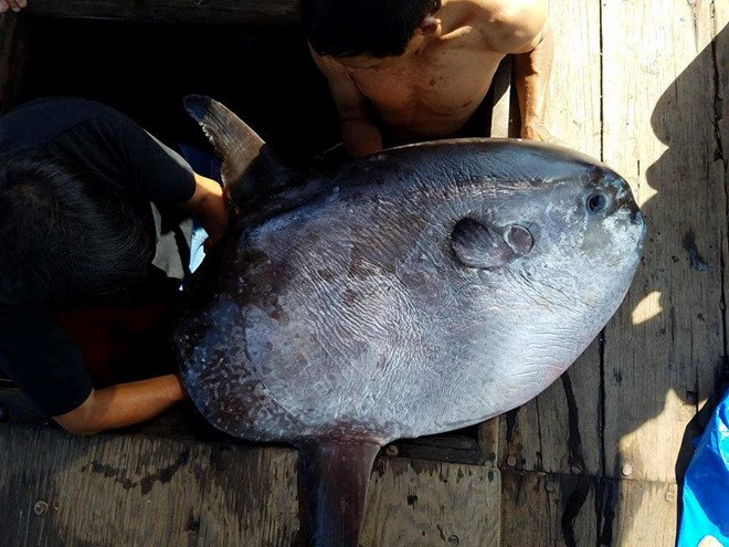 Con c&aacute; nặng hơn 32kg c&acirc;u được ở v&ugrave;ng biển ngo&agrave;i khơi Thừa Thi&ecirc;n - Huế.