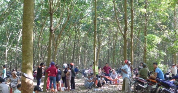 Bình Phước: Khởi tố 5 bị can vụ cắt tai cô gái nợ tiền