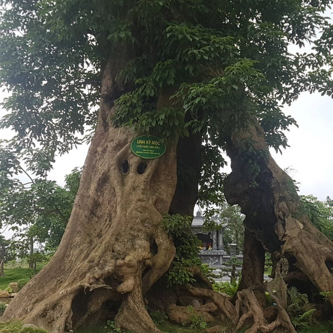 C&acirc;y Linh Kỳ Mộc được treo tấm biển 1.500 tuổi trong khu&ocirc;n vi&ecirc;n.